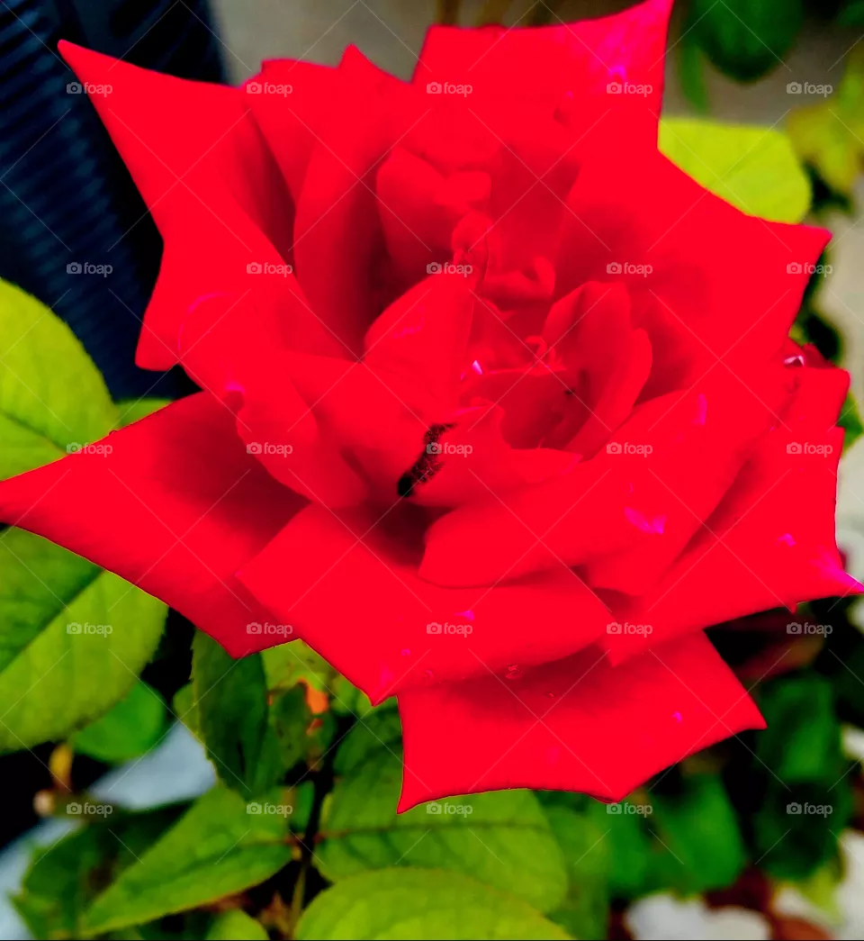 Roses