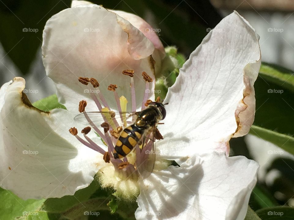 Bee on fruit blossom gathering nectar