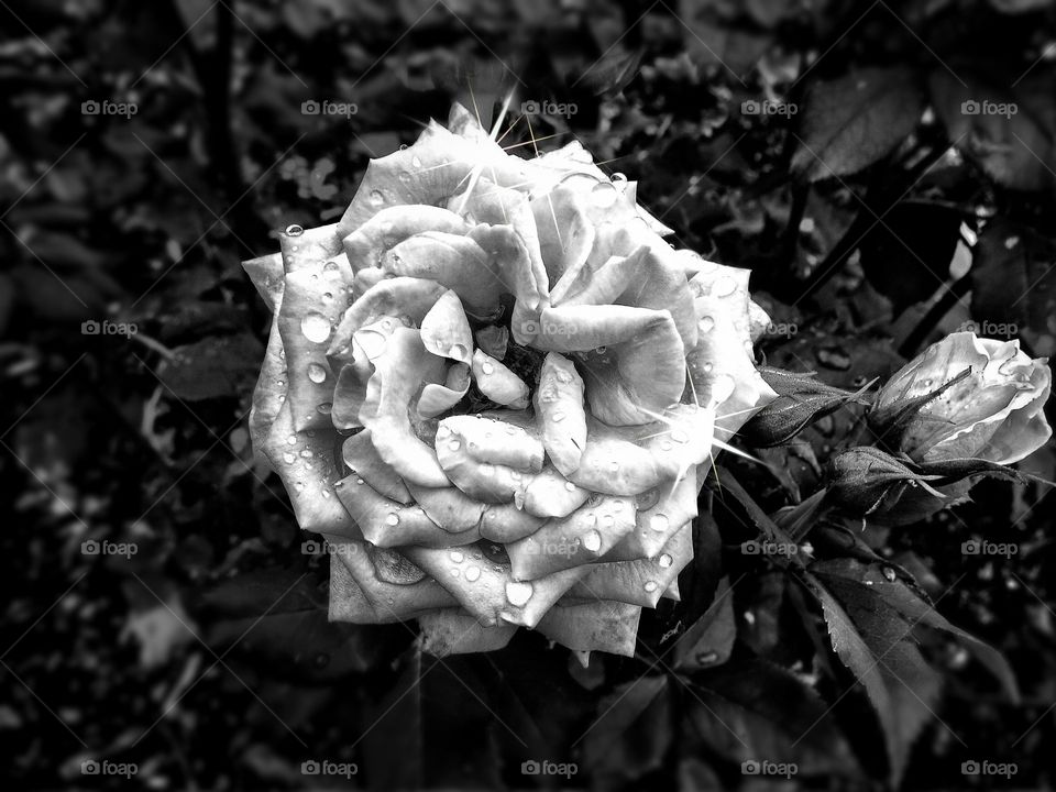 BW flower