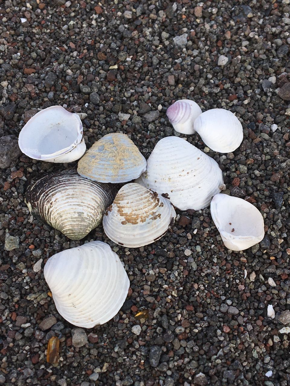 Shell, Seashell, Shellfish, Seashore, Desktop