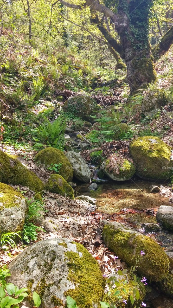 Forest Greece