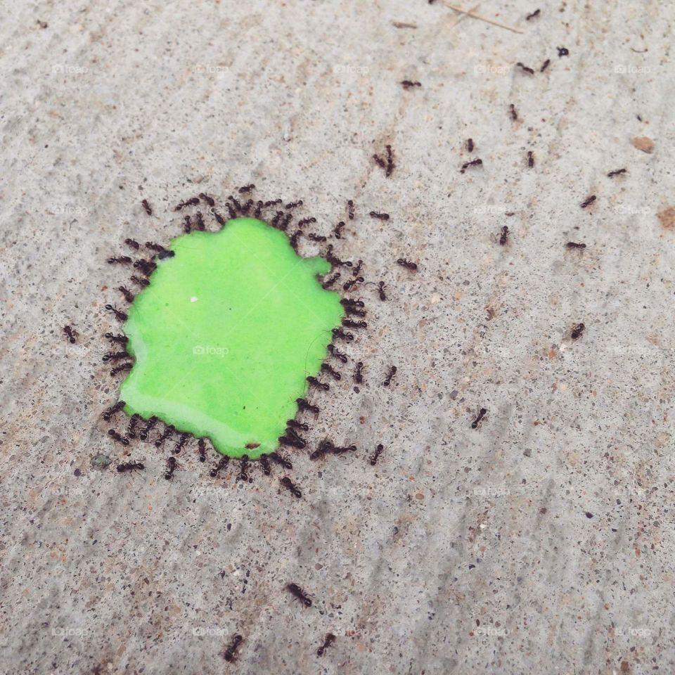 Apparently ants love ice cream.
