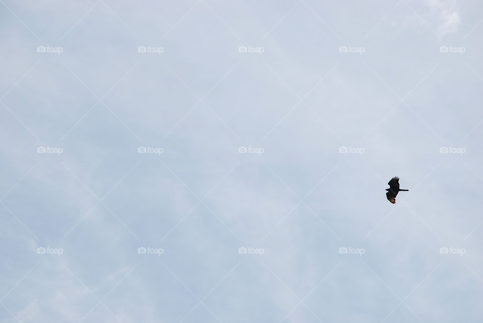 Bird of prey in the sky.