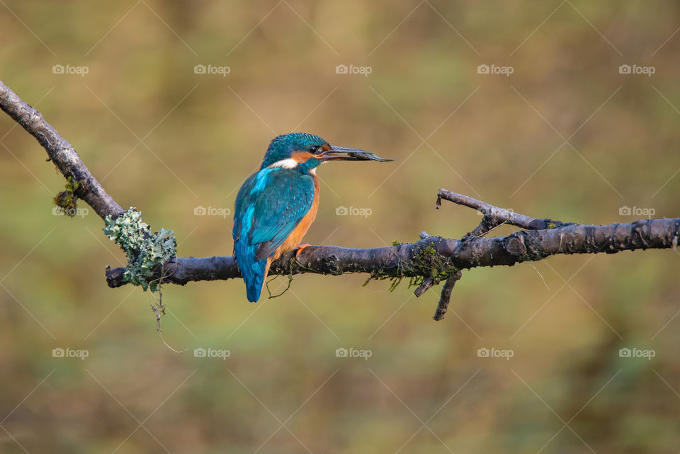 Kingfisher hunting