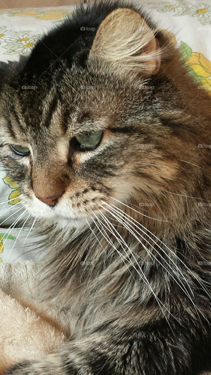 Fluffy cat closeup.