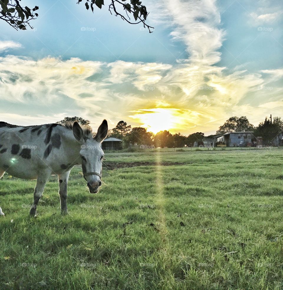 Sunny pasture in Texas. 