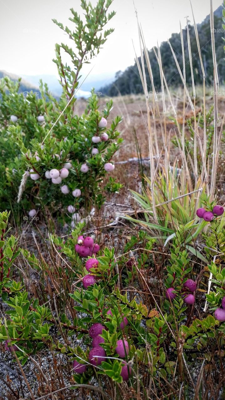 Berries