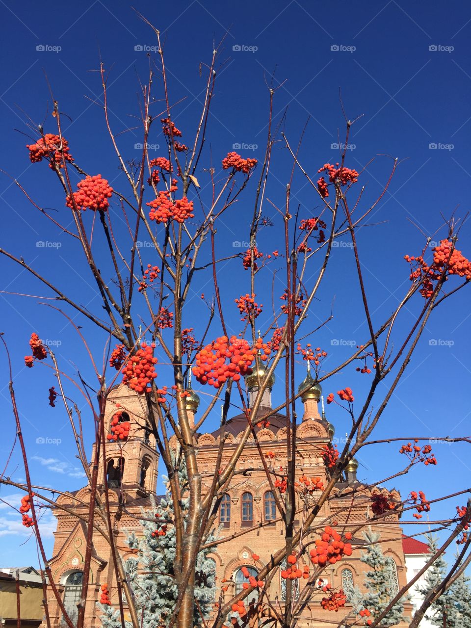Rowan berries on the background of the Orthodox church