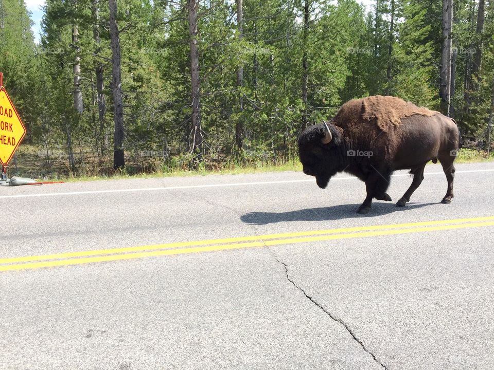 Buffalo walking down the street