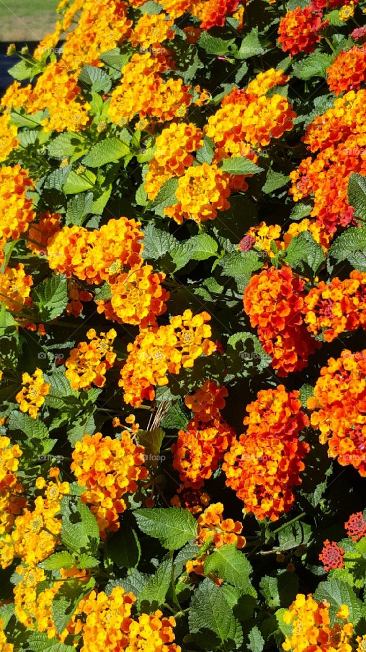 Yellow Orange Flowers