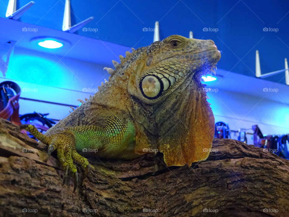 iguana in a pet shop