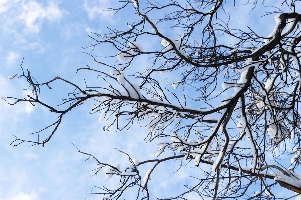 Branches covered with snow against blue sky