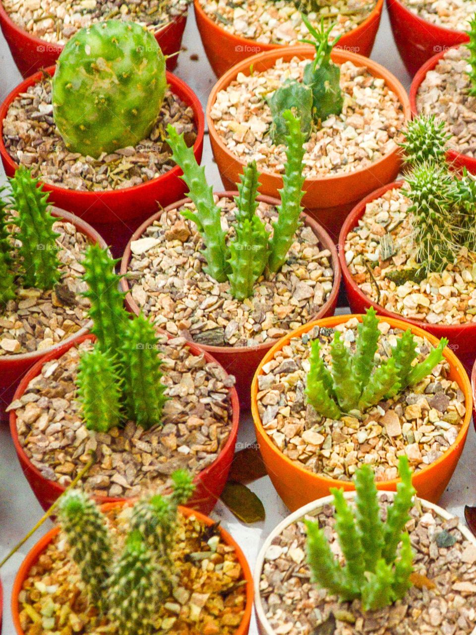 cactus tree. cactus tree in garden