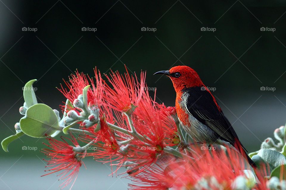 A bird on a flower