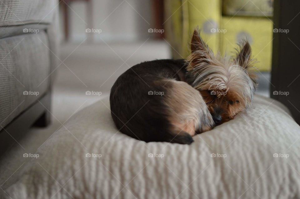 mia yorkie puppy sleeping