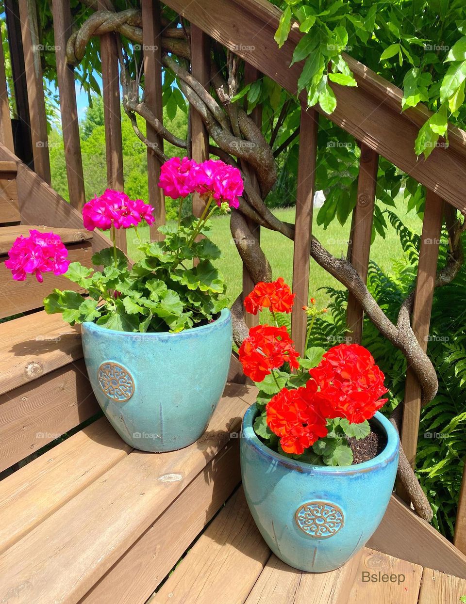 Geraniums in Turquoise 