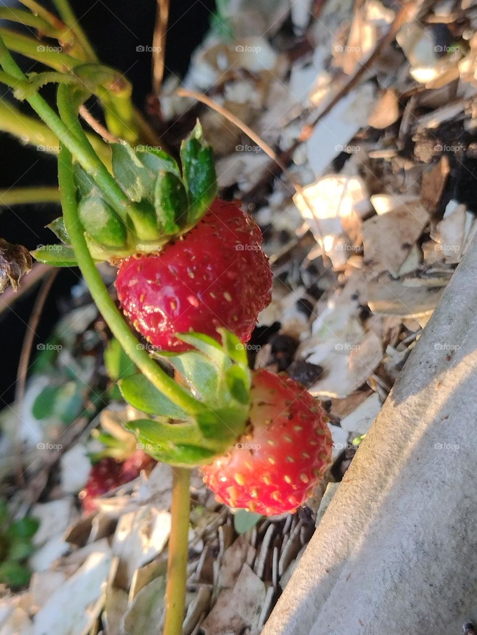 Strawberry