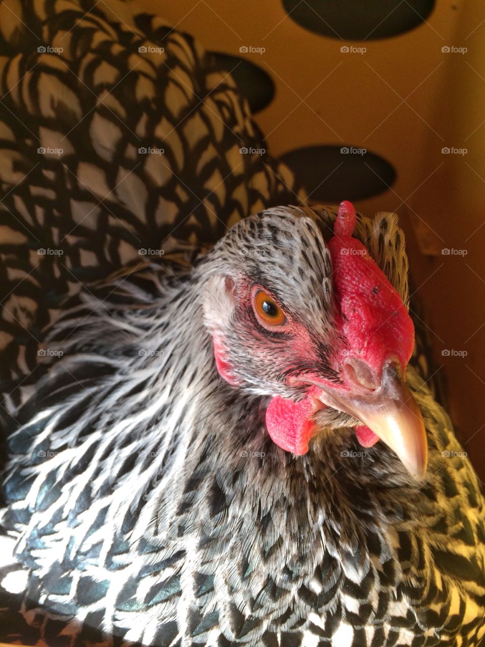 From my little chickenfarm. Closeup hen