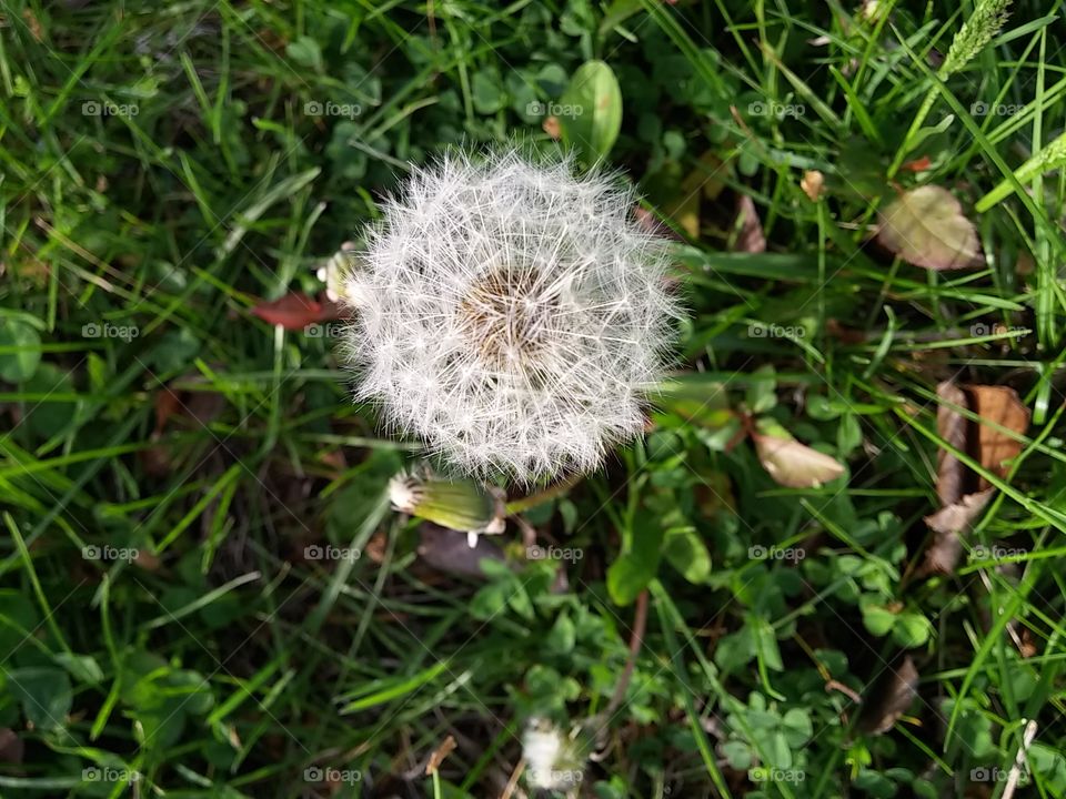 dandelion
