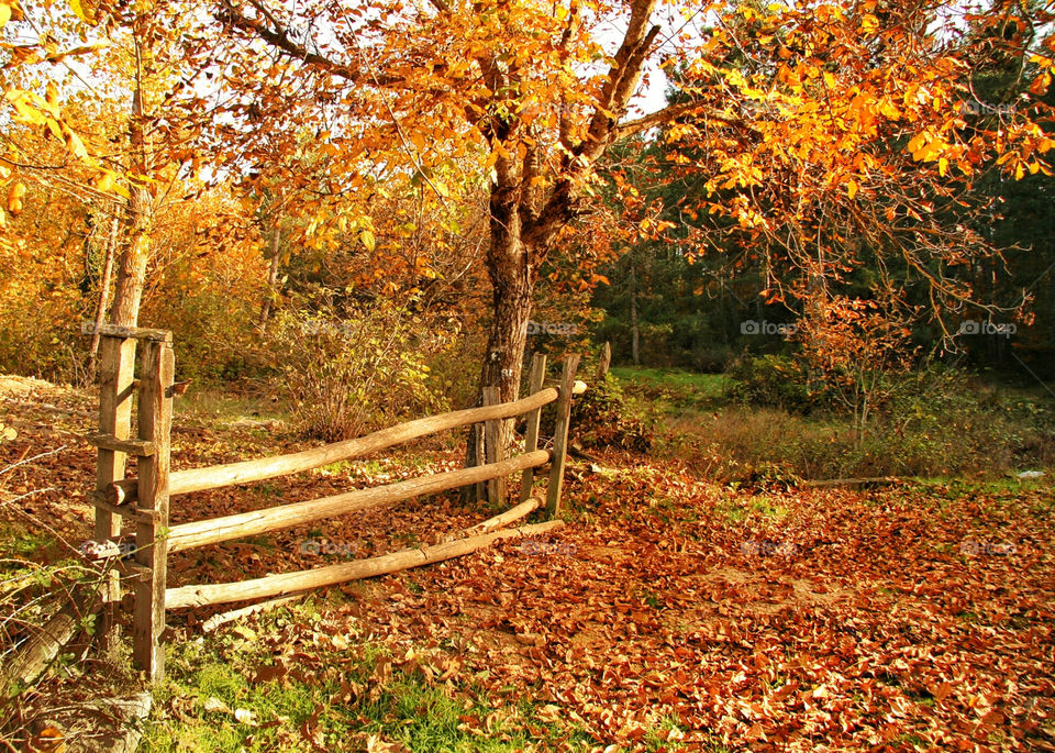 italy wood fence tree by kuzeytac