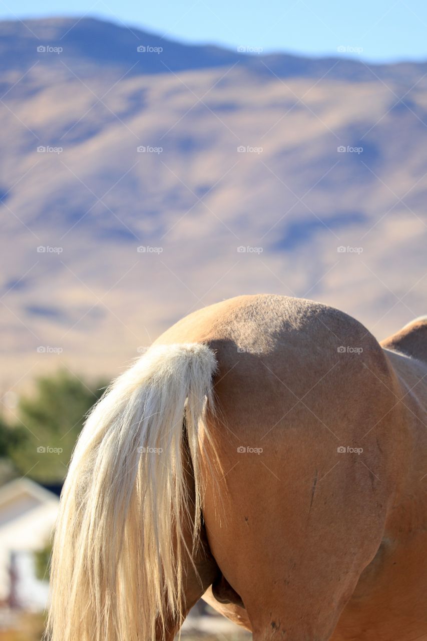 Mountain Journey in Nevadas High Sierras. A wild stallion Palomino cross mustang horse