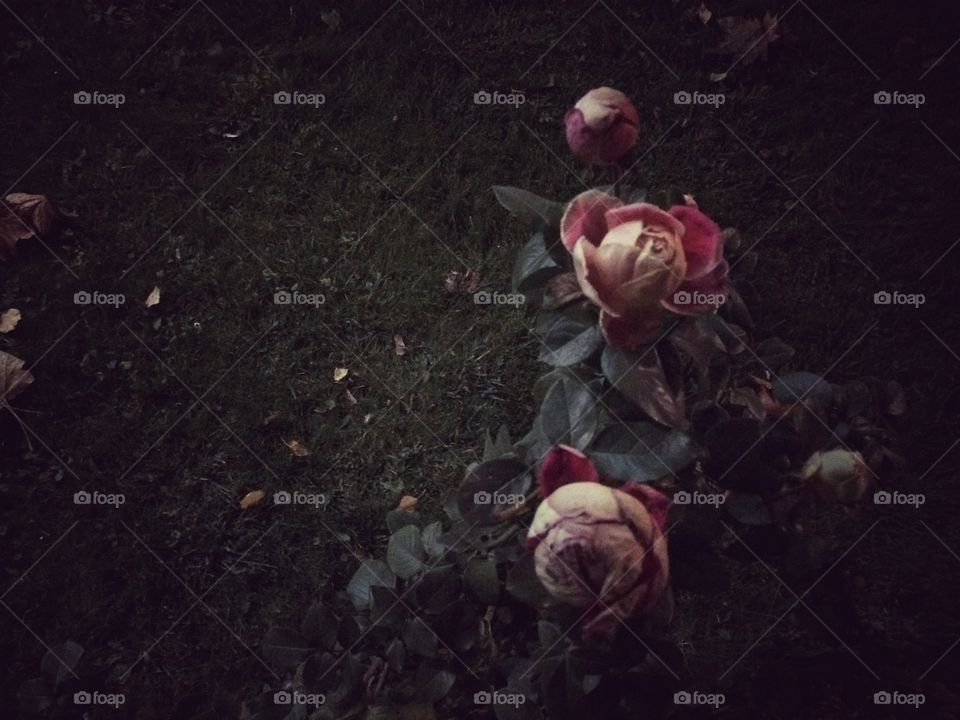 Roses in the dark