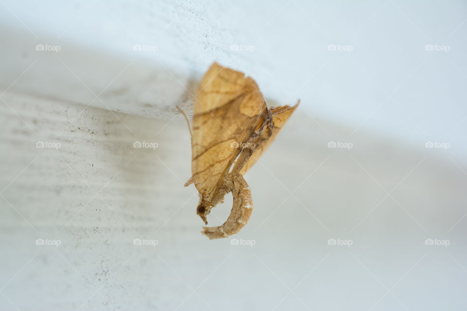 Strange Tan Moth on a White Wall