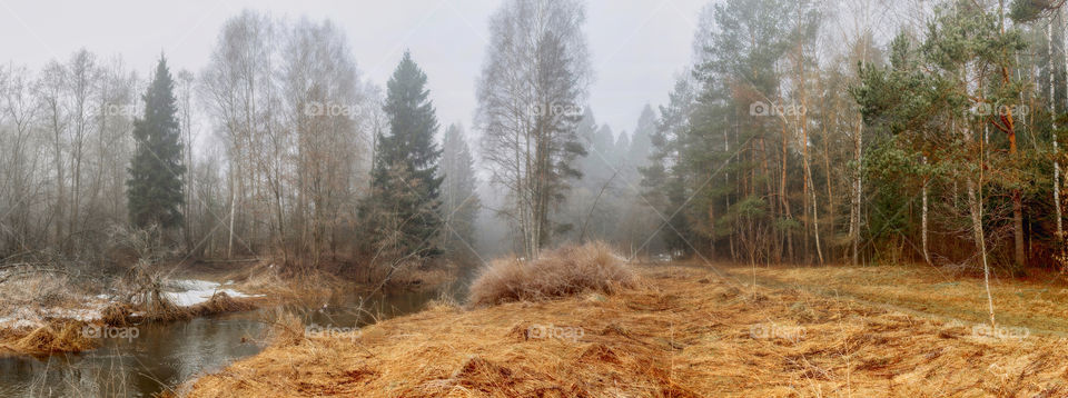 Misty morning in a spring forest with river