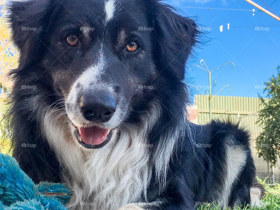 Close-up of a border collie