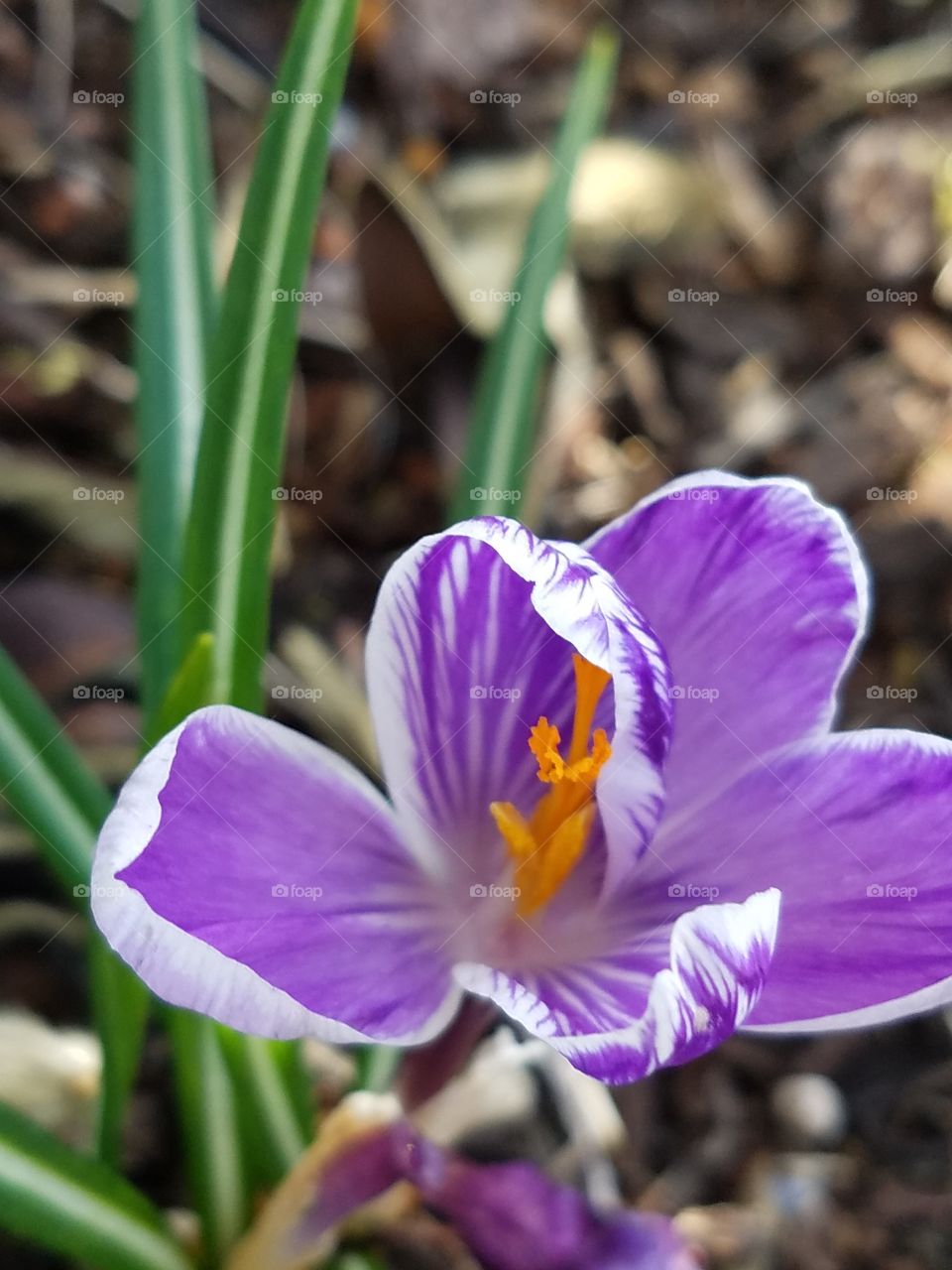 garden crocus
