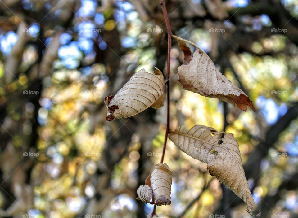 Nature, Tree, Leaf, Color, Fall
