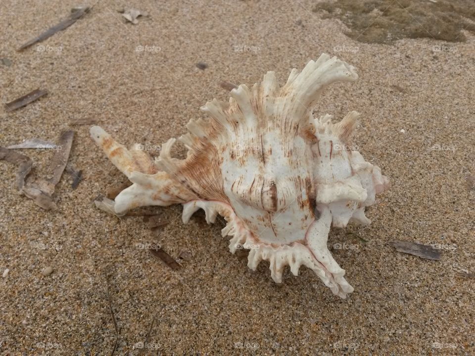 close up of seashell in the seashore