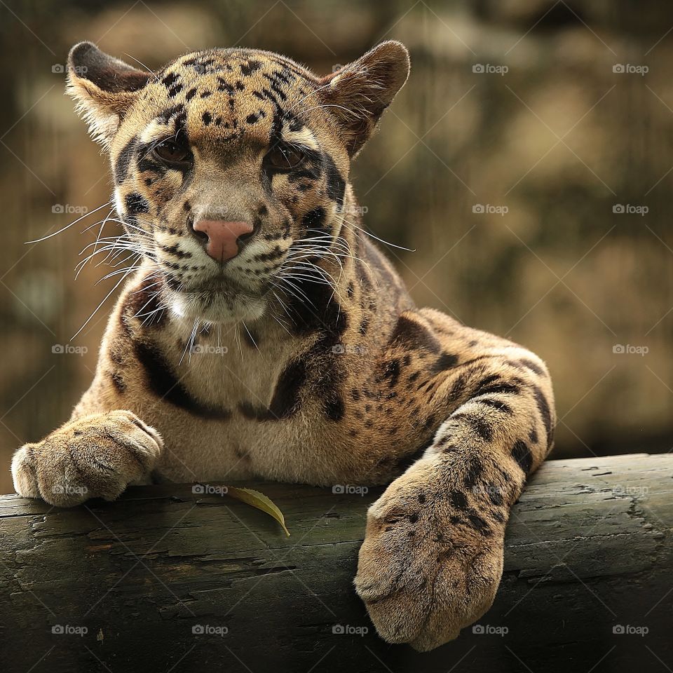 Clouded Leopard. Lowry Park Zoo~Tampa, Florida