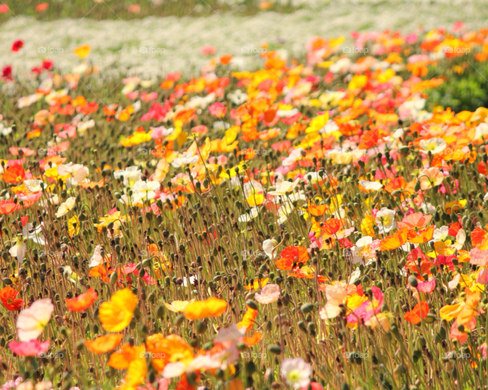 spring flowers field summer by cataana