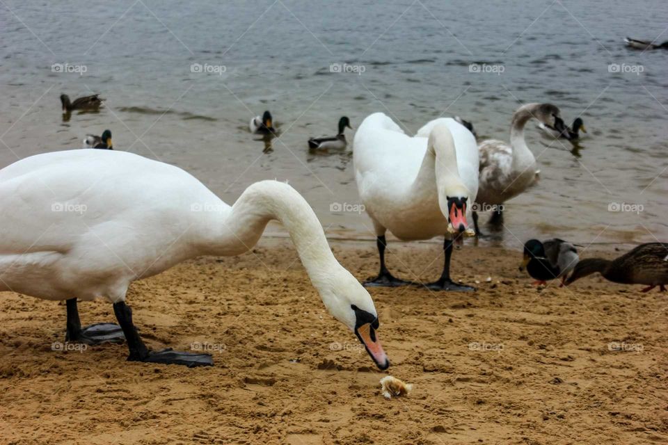 Swans