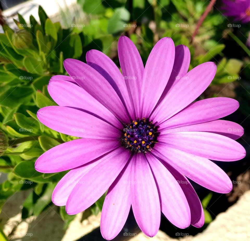 Flower#blossom#nature#colors#plants#flowerspot