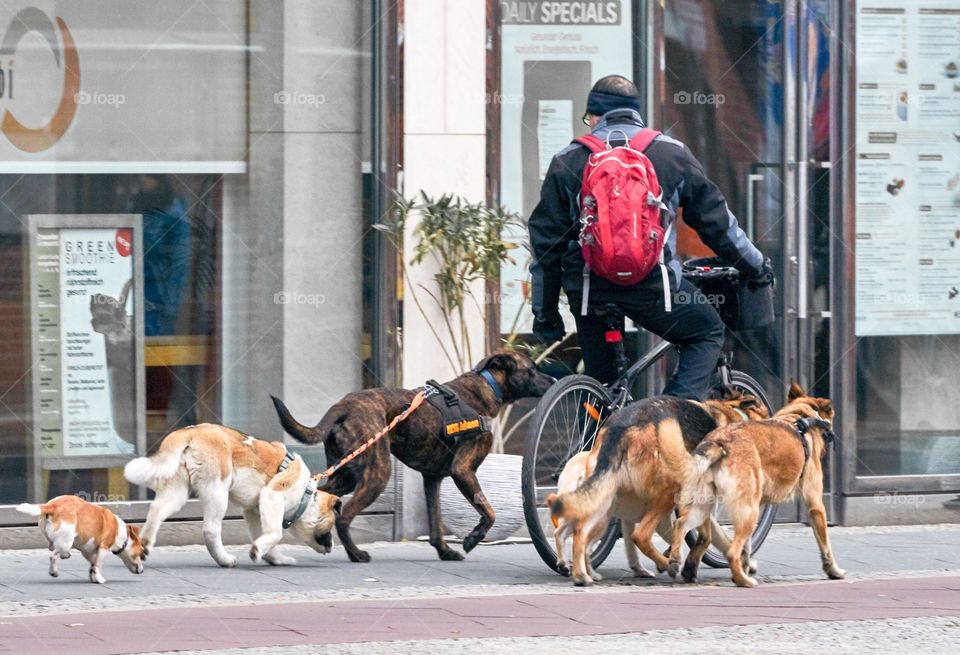Perros del barrio. El paseador de perros va en bicicleta
