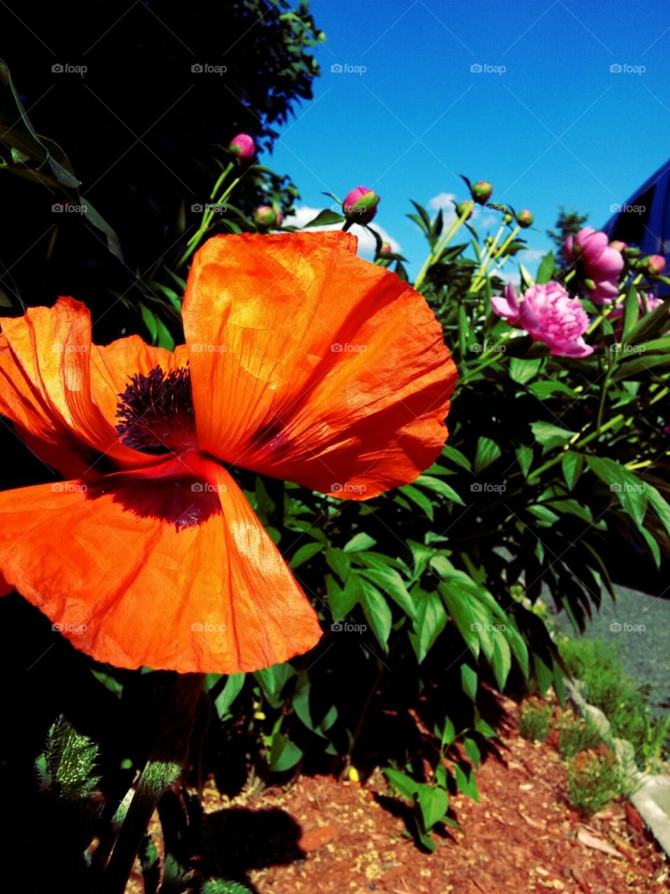 orange bloom