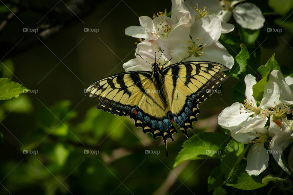 Nature, butterfly, flowers 