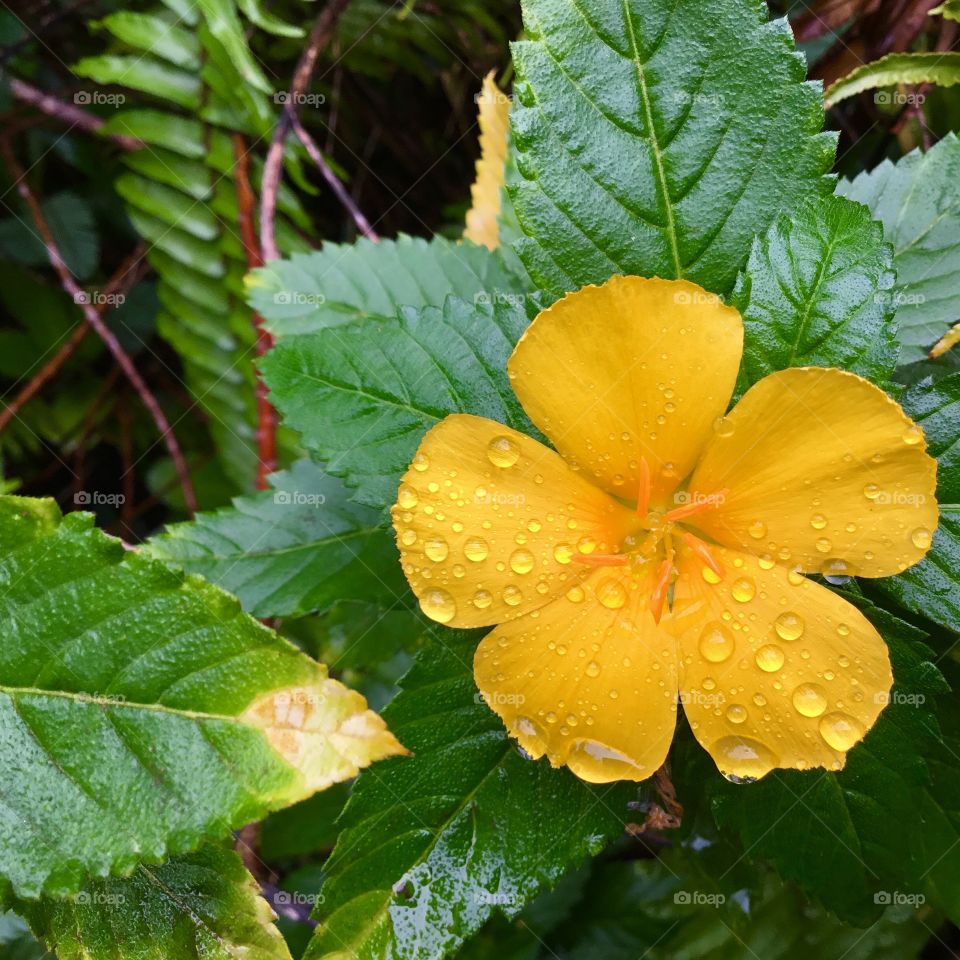 Raindrops make it more beautiful 