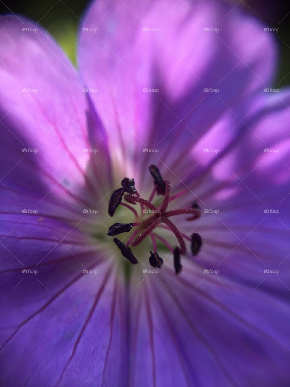 Purple flower