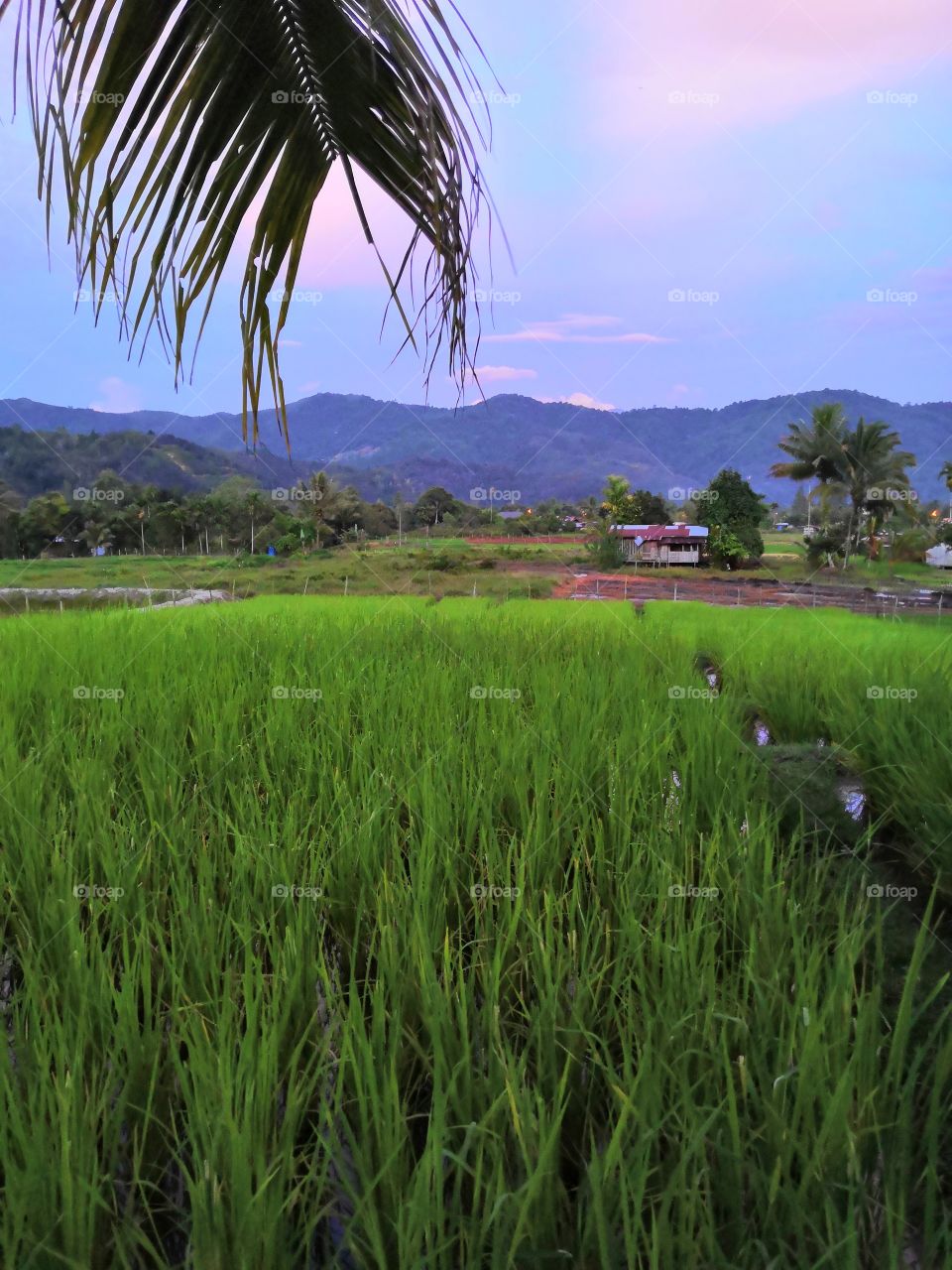 Paddy field in my village. It is during evening when i shot this pic