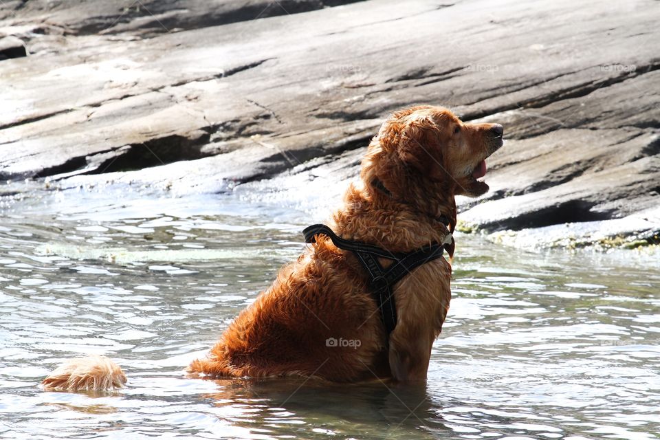 golden retriever jumping in the water