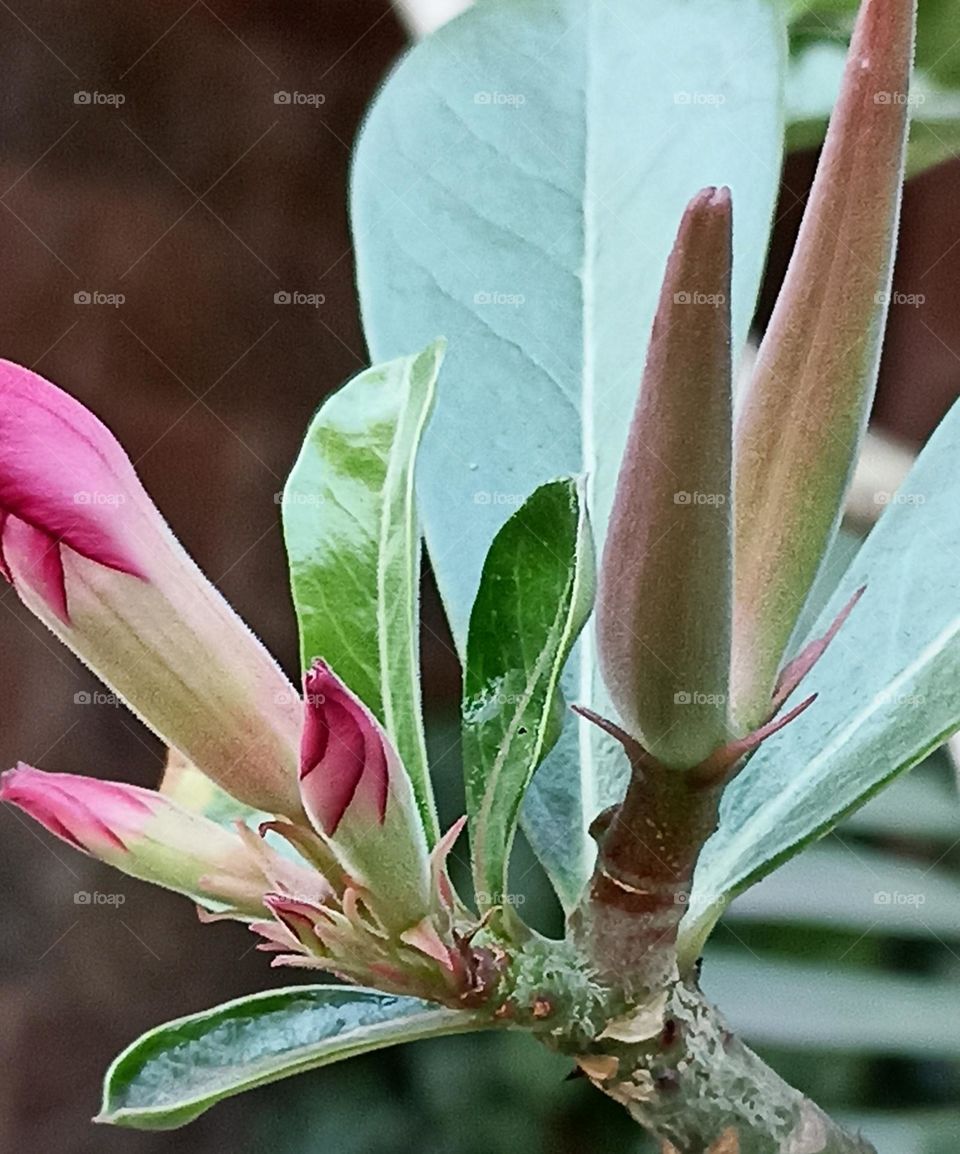 immature flowers just to open the eyes to see the world around it. fruits are growing side by side