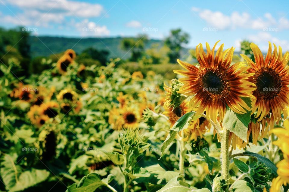 Field of Sunflowers 