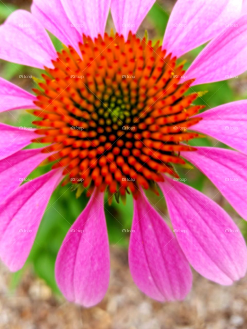 Colorful Cone Flower  Close Up