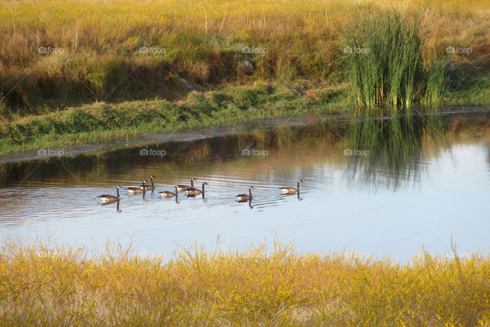 Geese in a pond