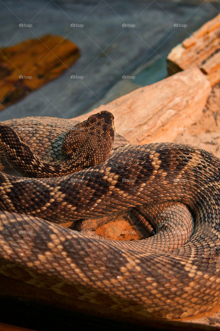 Venmous snake coiled in striking position close up