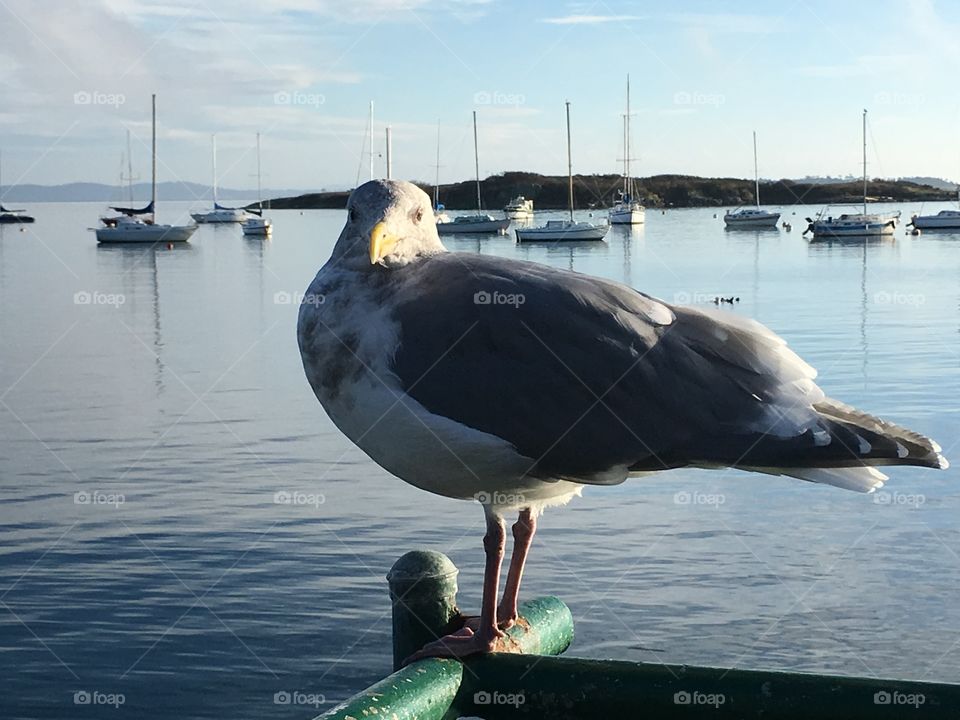 Bird posing