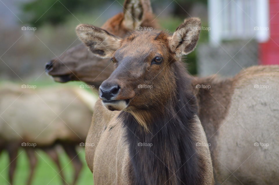 Female elk